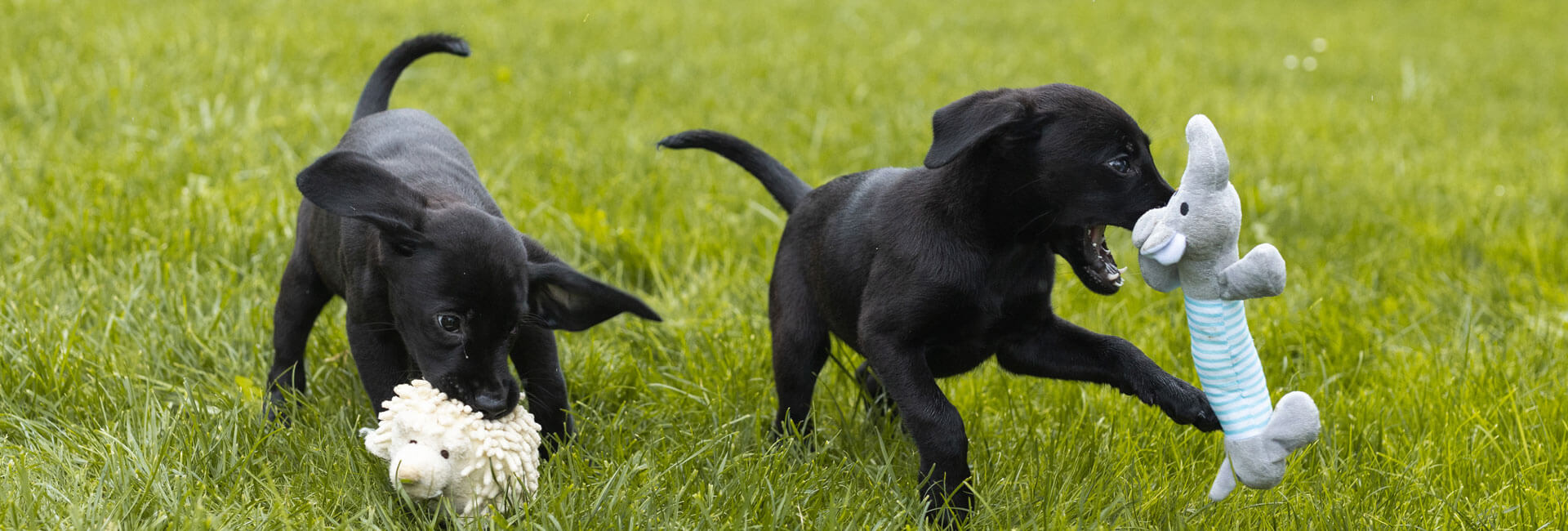 Na soczyście zielonej trawie bawią się dwa czarne szczeniaki labradory. Każdy z&nbsp;nich ma w&nbsp;pysku zabawkę.